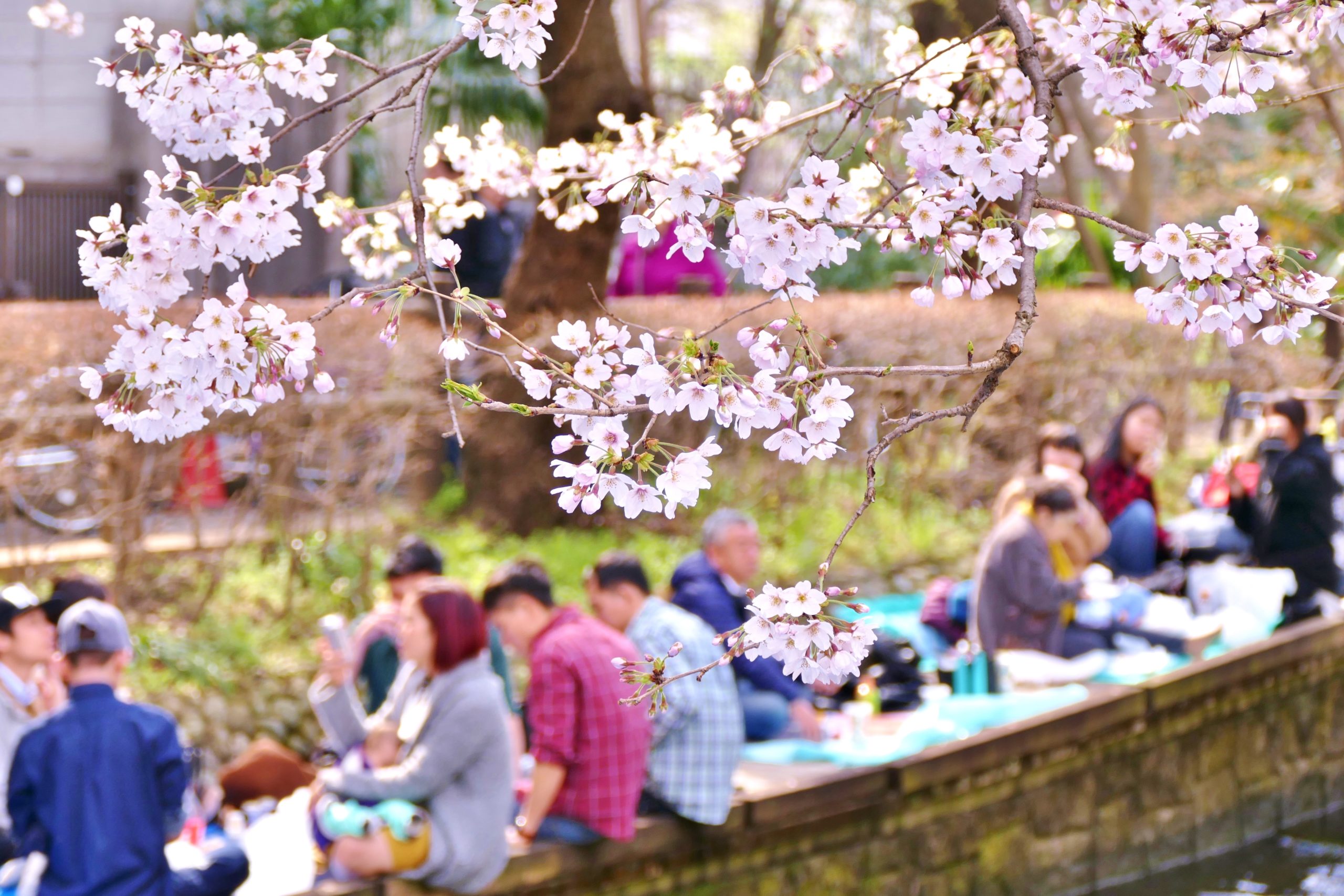 Les Cerisiers En Fleurs Du Japon Tanoshi